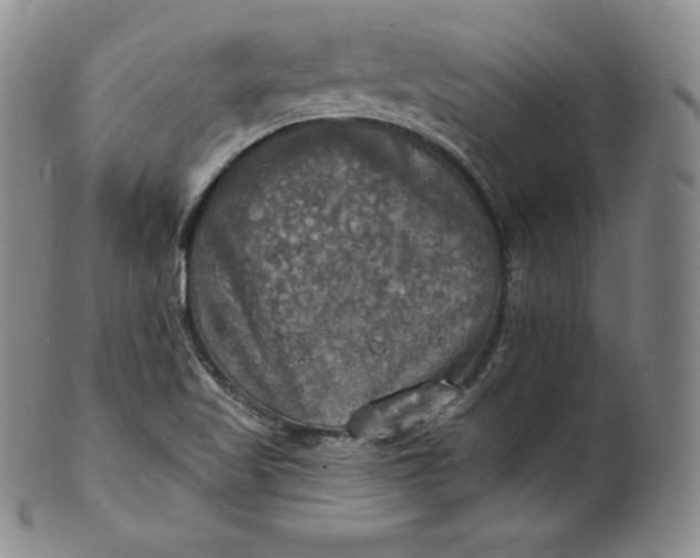 X0000100501509200806271247