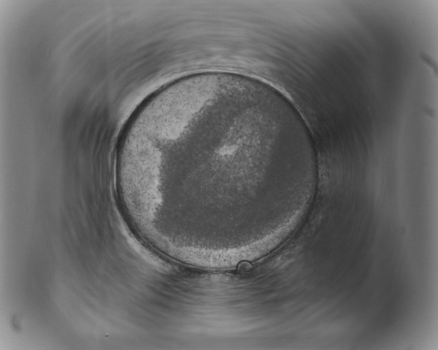 X0000100501515200806271248