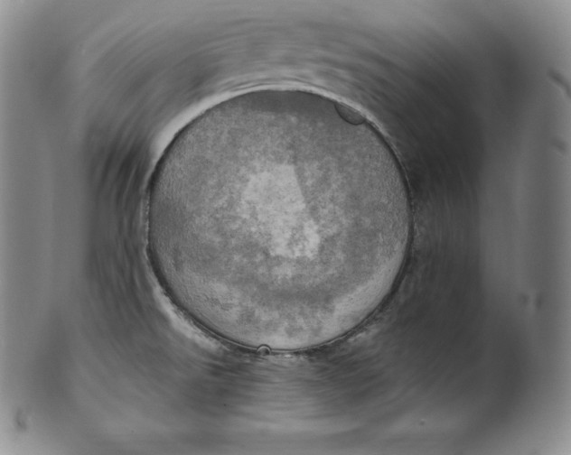 X0000100501526200806271248