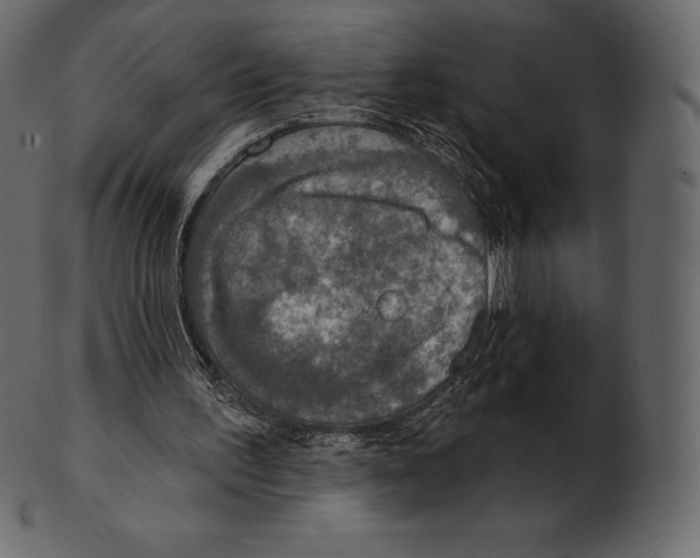 X0000100500195200807031948