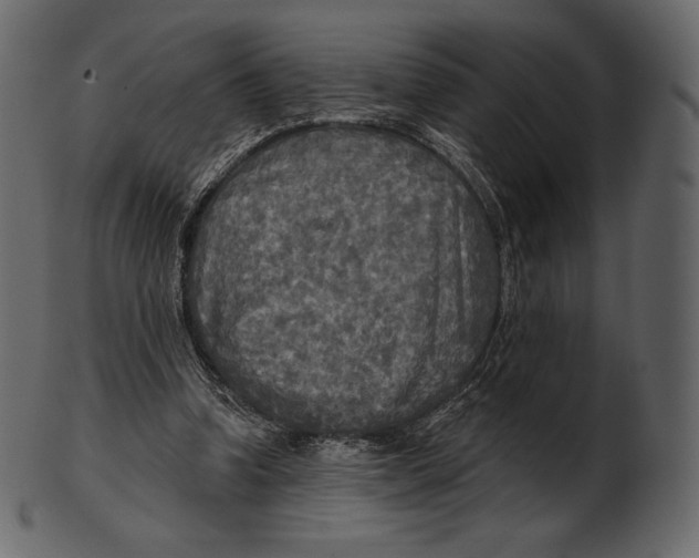 X0000100500346200807031946