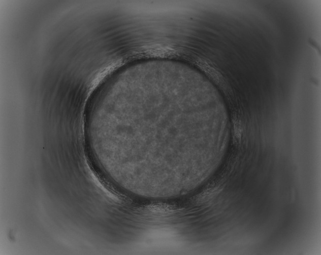 X0000100500630200807031941