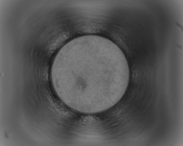 X0000100500635200807031941