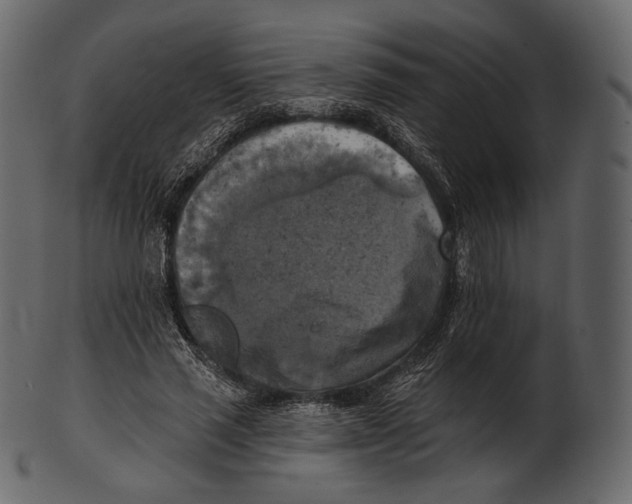 X0000100500637200807031942