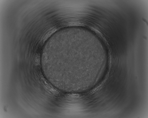 X0000100500833200807031938