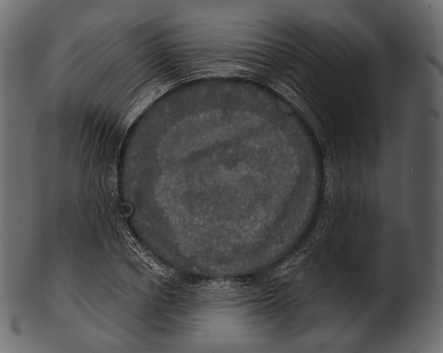 X0000100500834200807031938