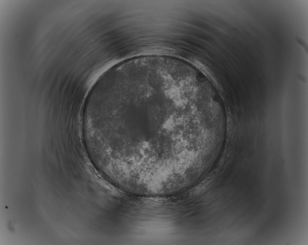 X0000100500854200807031939