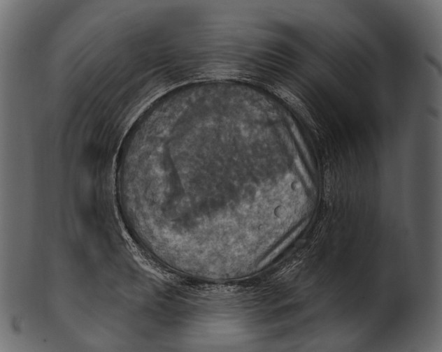 X0000100501039200807031936