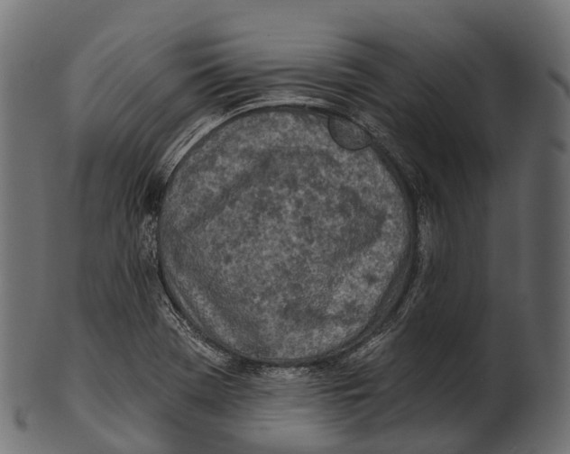 X0000100501369200807031930