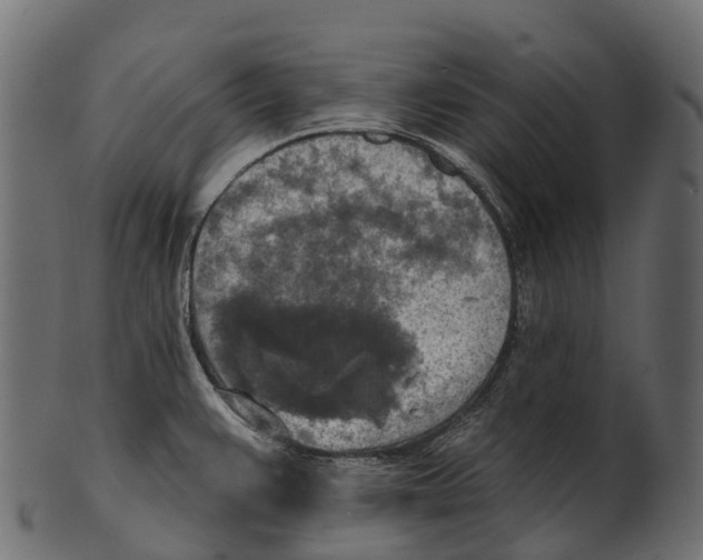 X0000100501383200807031930