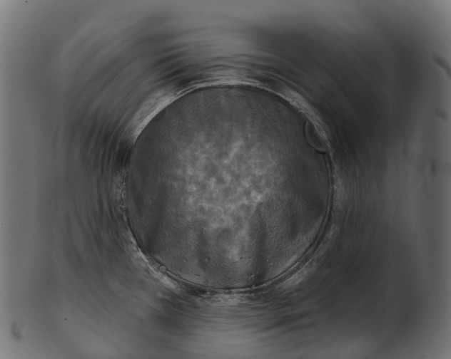 X0000100501385200807031930