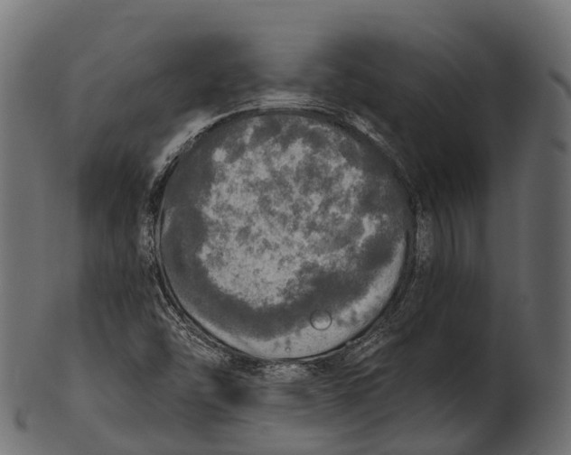 X0000100501454200807031929