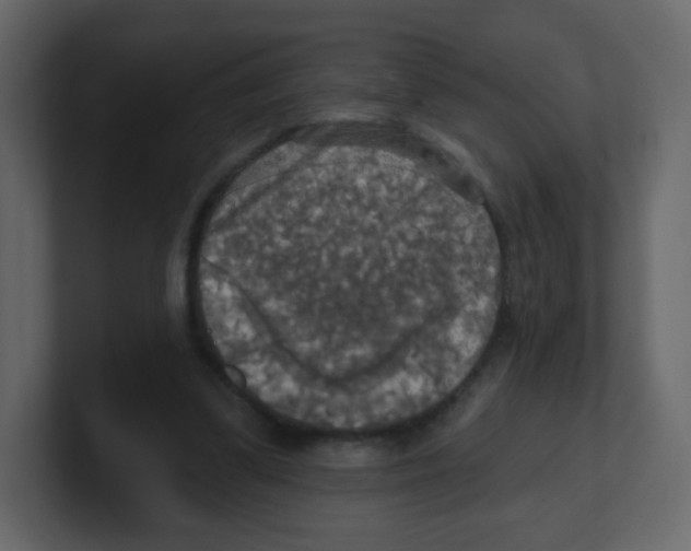 X0000100500299200807111148