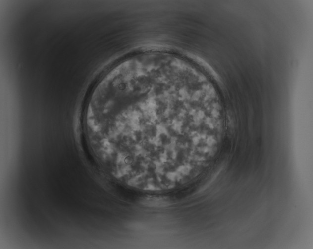 X0000100500487200807111146