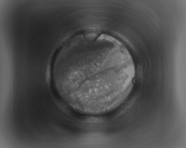 X0000100500494200807111146