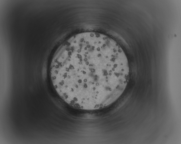 X0000100500496200807111146