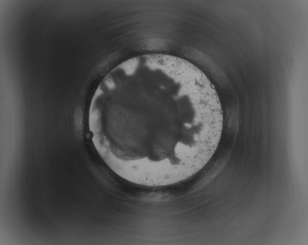 X0000100500542200807111145