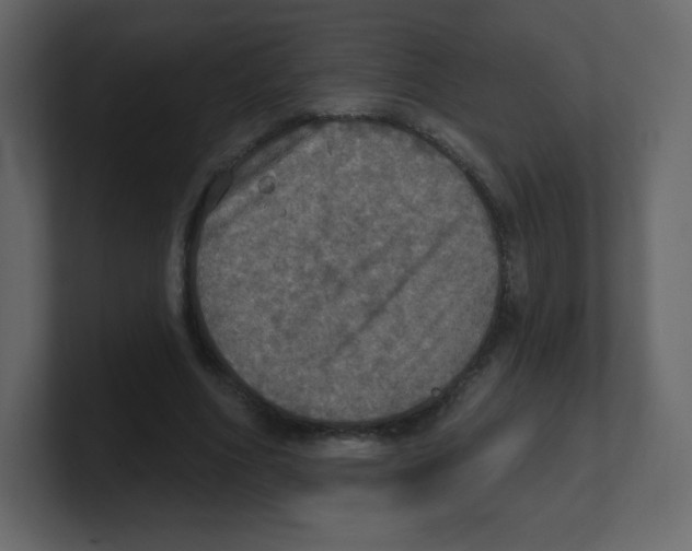 X0000100500586200807111145