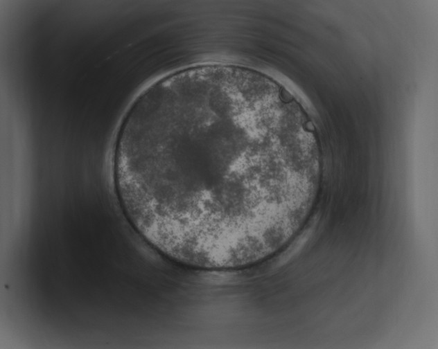 X0000100500854200807111141