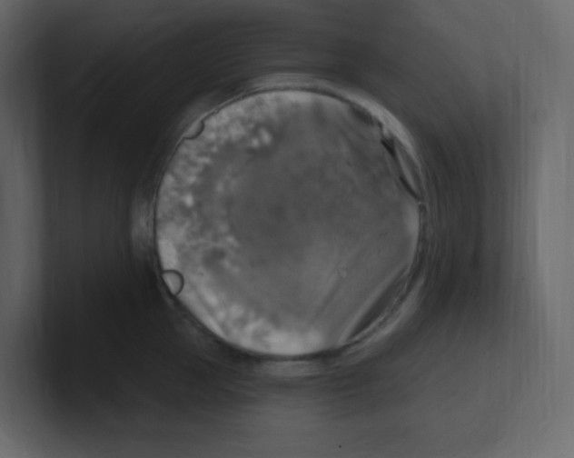 X0000100500953200807111140