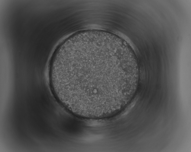 X0000100500987200807111139