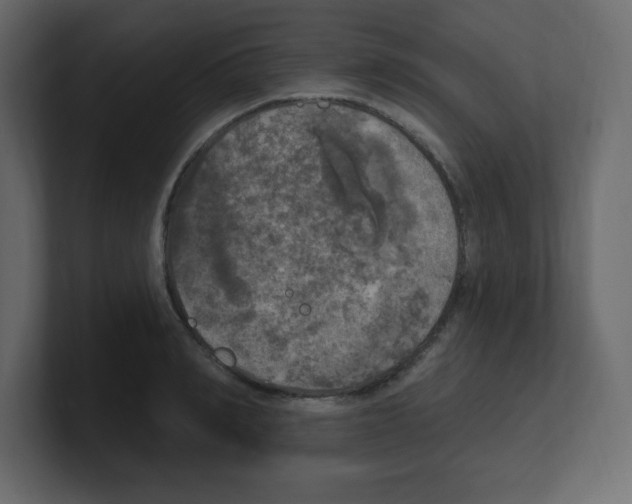 X0000100500990200807111139