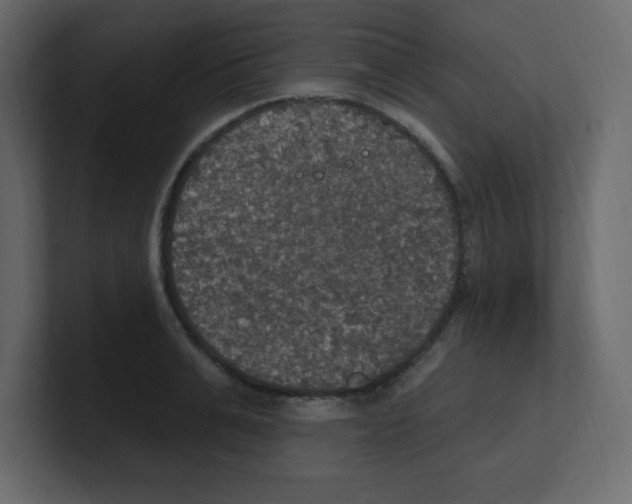 X0000100500991200807111139