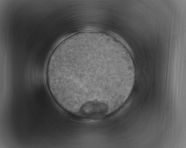 X0000100501195200807111137