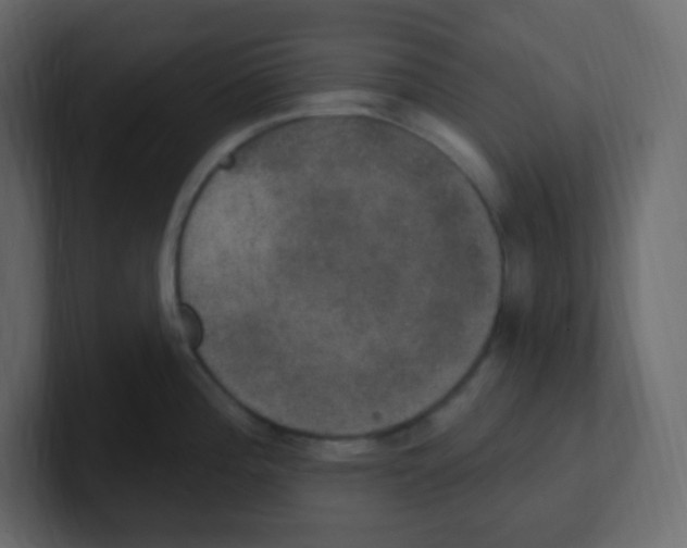 X0000100501196200807111137