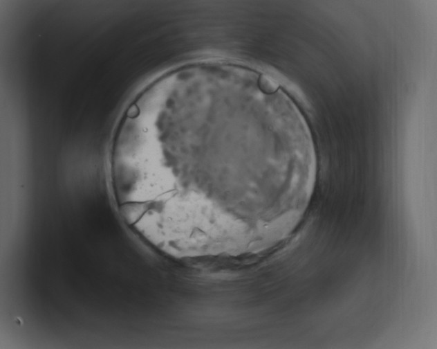 X0000100501239200807111136