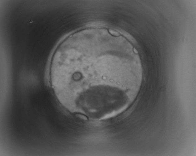 X0000100501248200807111136