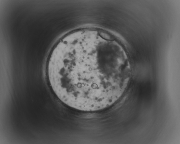 X0000100501279200807111135