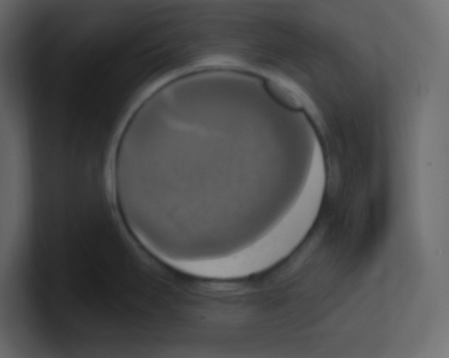 X0000100501295200807111135