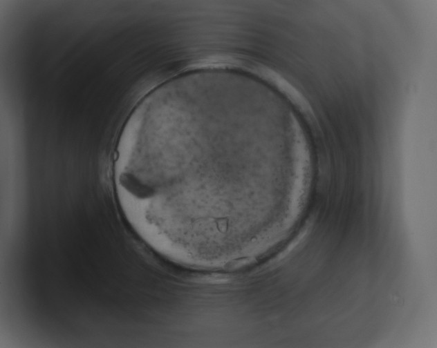 X0000100501329200807111135