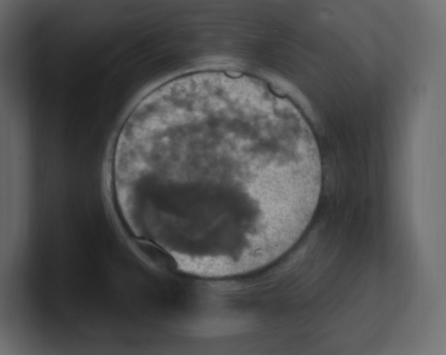 X0000100501383200807111134