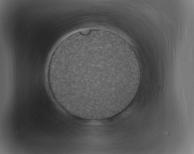 X0000100501536200807111133