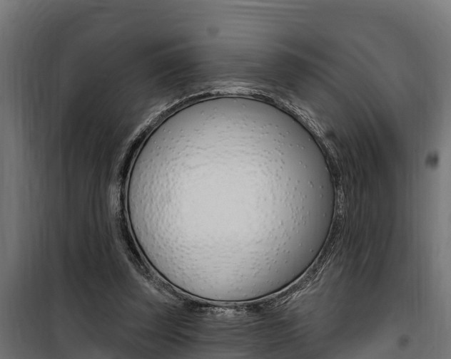 X0000100750347200806190828