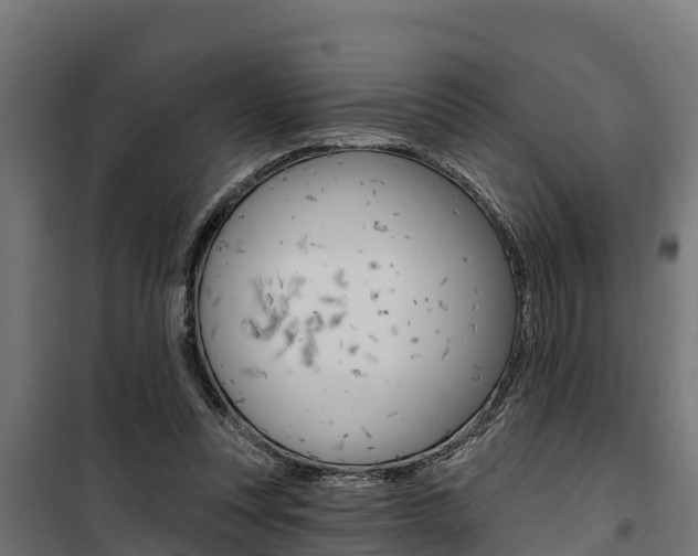 X0000100750351200806190828
