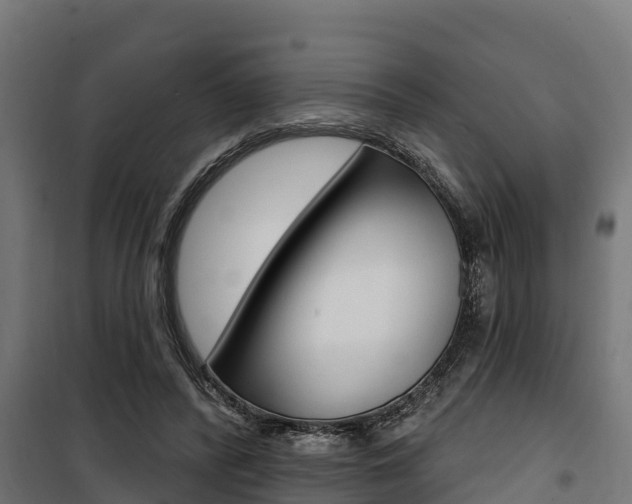 X0000100750400200806190828