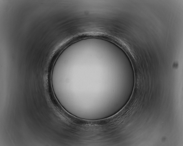 X0000100750535200806190825