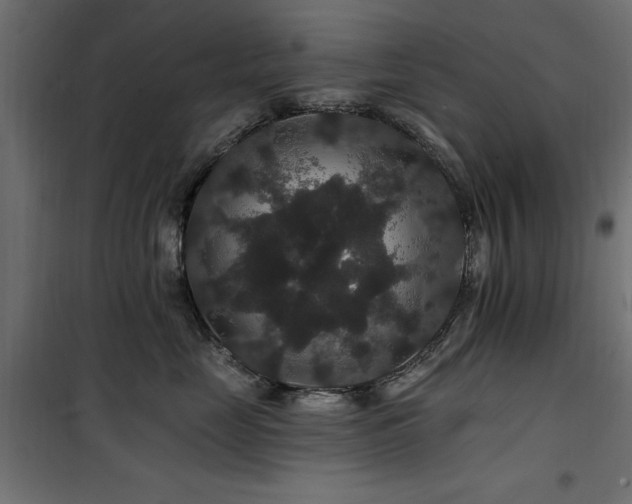 X0000100750669200806191145