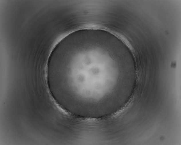 X0000100750839200806191142