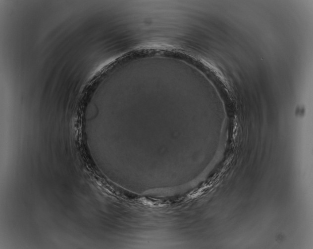 X0000100750872200806191141