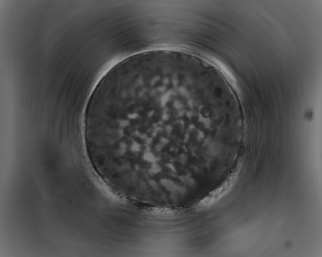 X0000100750907200806191141