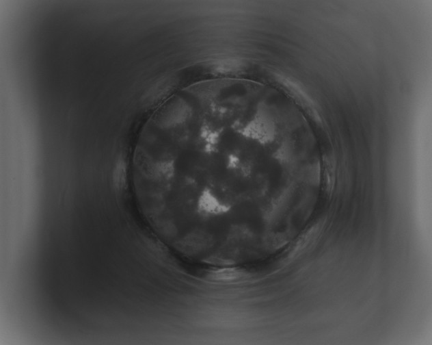 X0000100750269200806261550