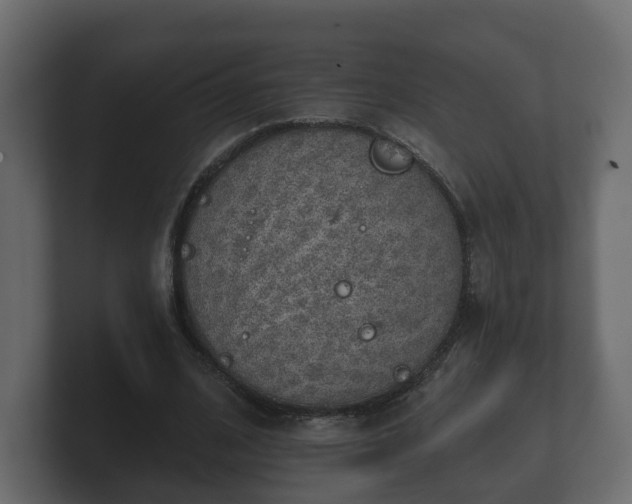 X0000100750584200806261545