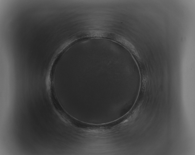 X0000100750674200806261544