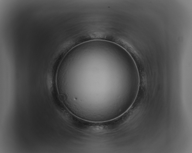 X0000100750687200806261544