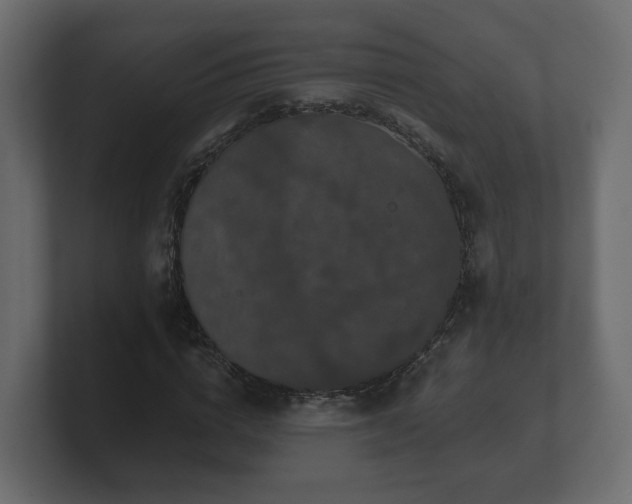 X0000100750824200806261542