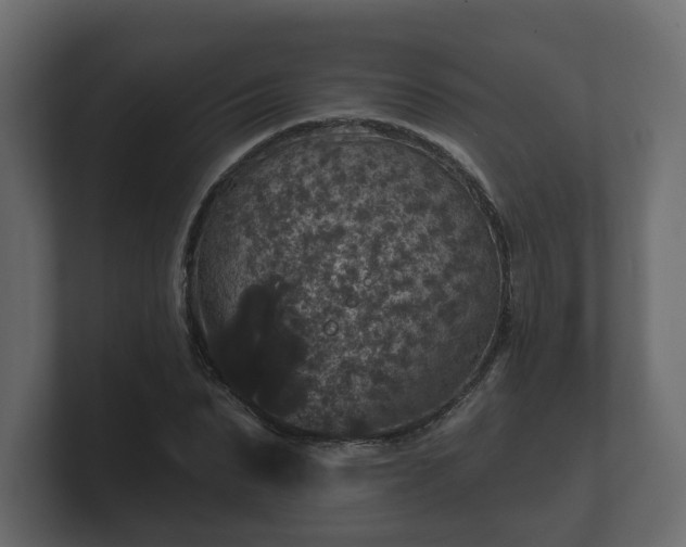 X0000100750879200806261541